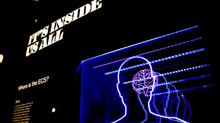 뇌 단층 촬영 이미지