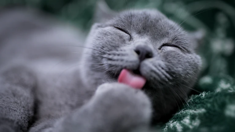 고양이 펫보험 2026년 단점과 후기 1