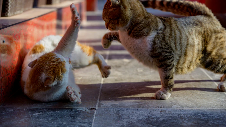 고양이 펫보험 2026년 단점과 후기 8 건강하게 뛰어노는 고양이