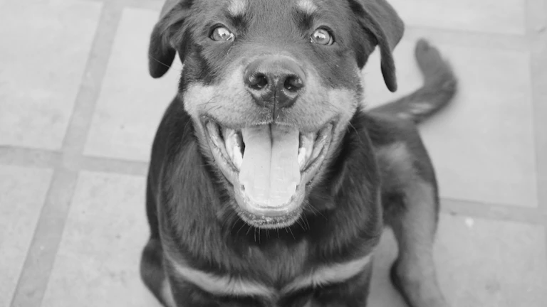 펫보험 치과 발치 청구 후기와 거절 대처법 (2026년) 5