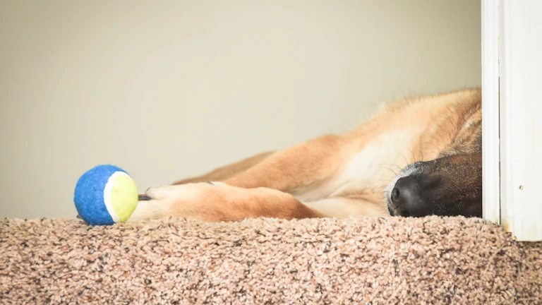 슬개골 탈구 후기 2026년 지급 비결 1