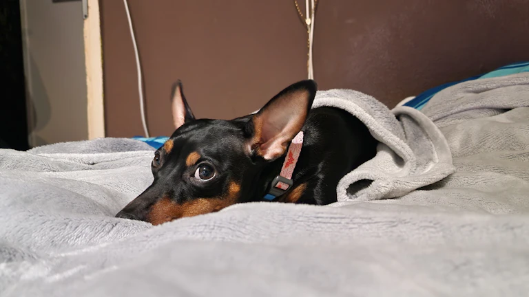 슬개골 탈구 후기 및 거절 대처법 1