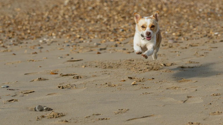 건강하게 뛰어노는 반려견