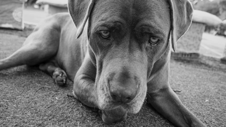 심각한 표정의 변호사