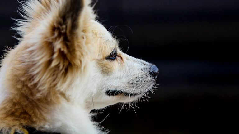 CAR-T 치료 보험금 지급 거절 대처법 (2026년) 1