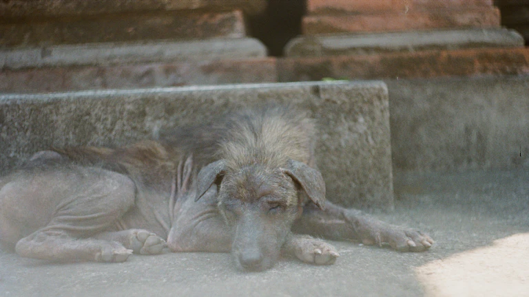 2026년 펫보험청구 해결 팁 1