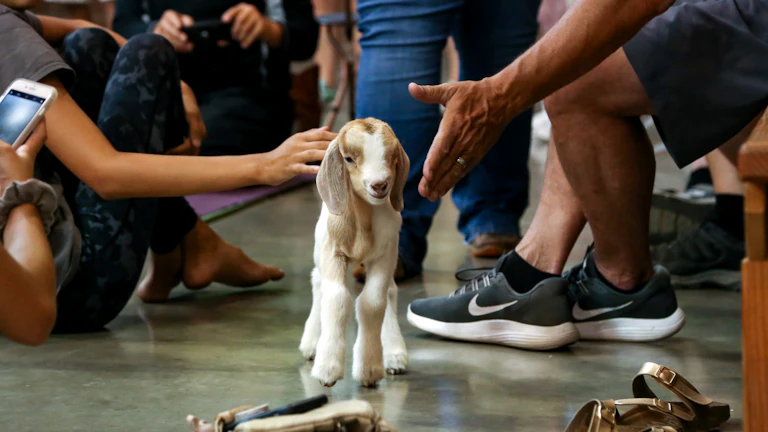 수의사가 강아지의 무릎을 진찰하는 모습