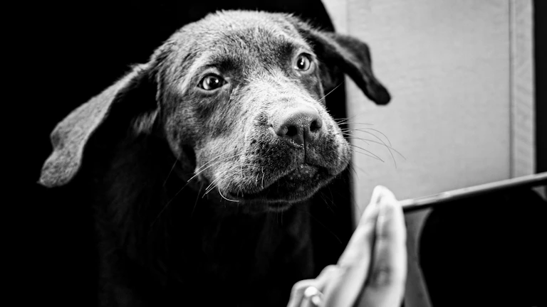 수의사와 상담 중인 보호자