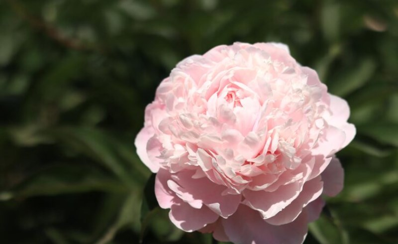 작약 꽃말 의미와 색깔별 차이 알아보기 9