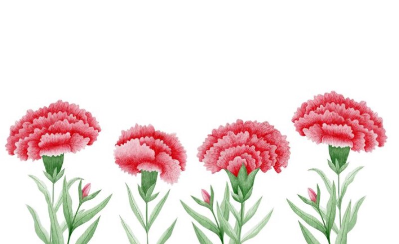 카네이션 그리기 쉬운 순서와 초보 팁 13