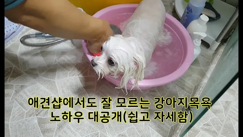 산책 후 강아지 점검
