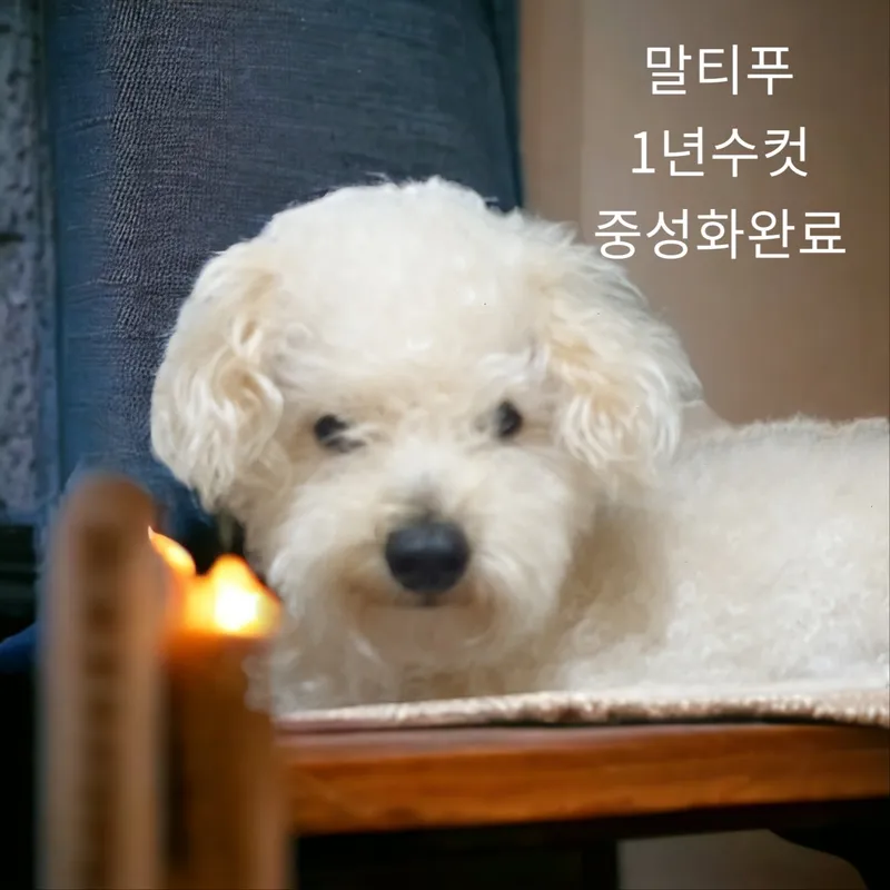 강아지 브러시로 털 엉킴을 풀어주는 장면