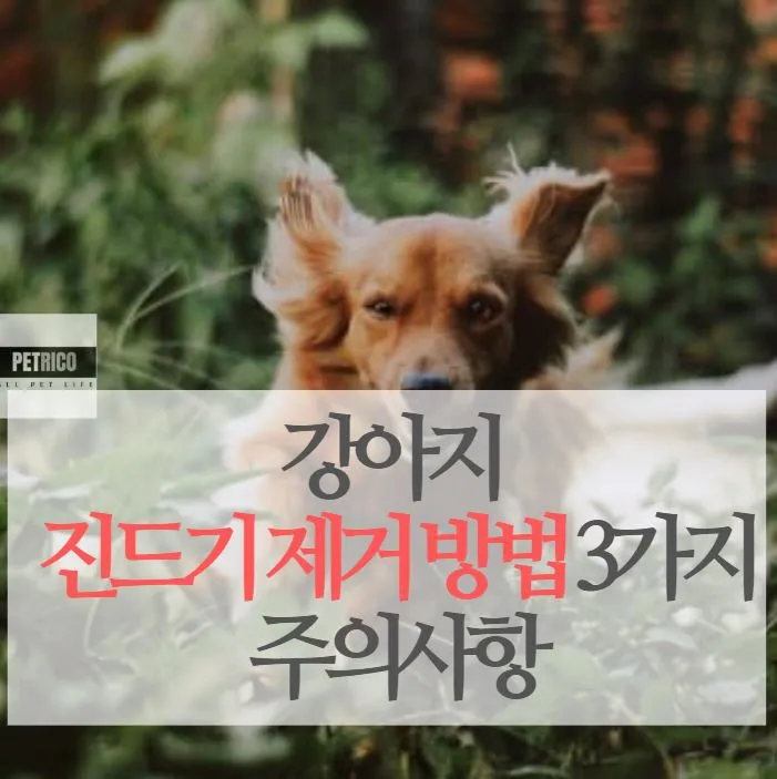 가려워서 몸을 긁는 강아지