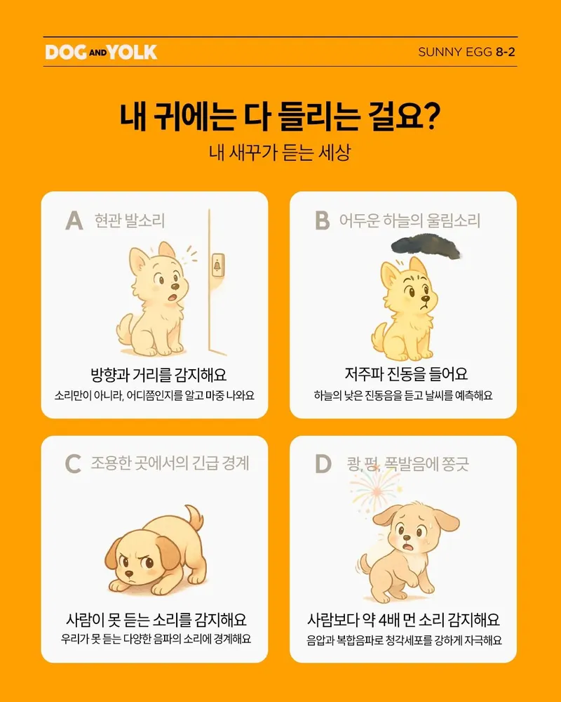강아지 스케일링 비용 병원별 차이와 체크포인트 4 치석이 쌓인 강아지 치아 근접 사진