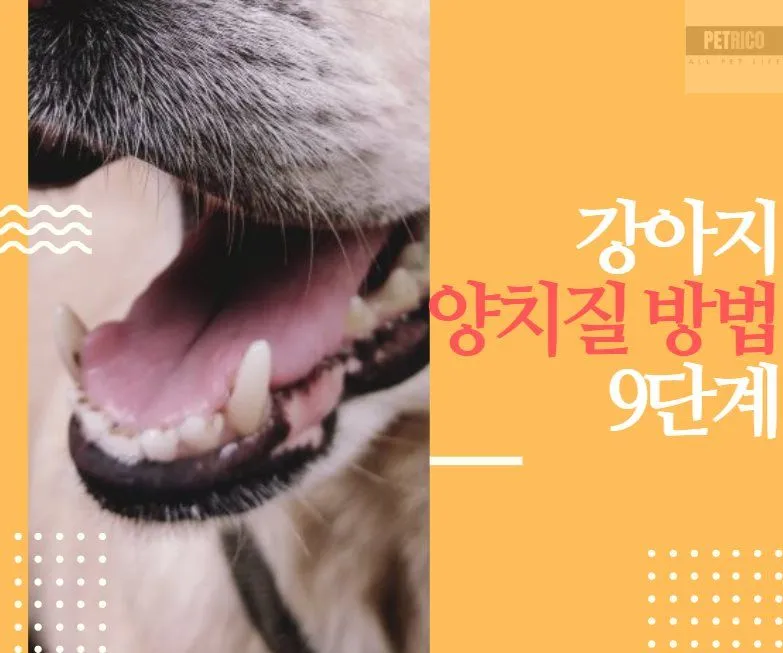 강아지 진드기 증상과 바로 해야 할 대처법 1
