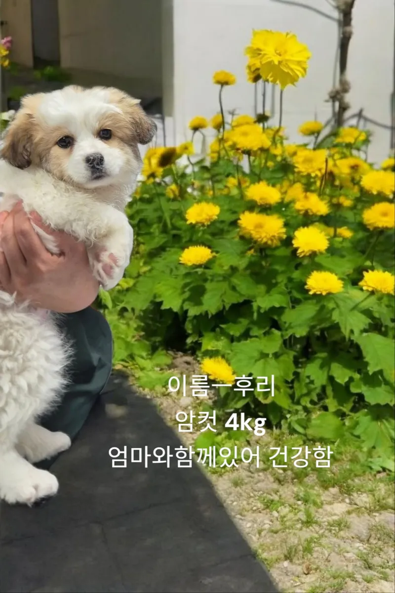 실내에서 기본 훈련을 받는 반려견