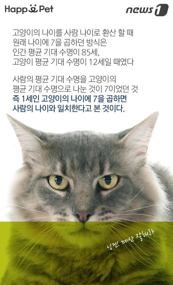 강아지 건강검진과 나이 관리