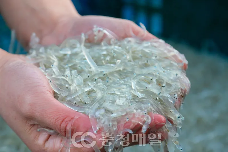 실치 요리 한 상 차림과 현장 음식 분위기