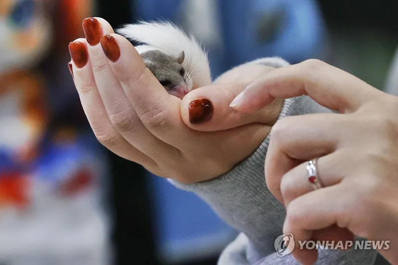 반려동물 조심스러운 손길