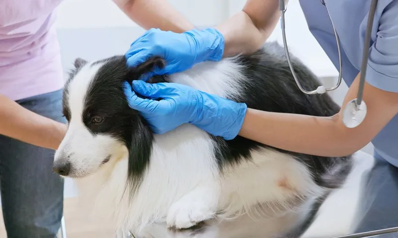 건강하게 산책하는 강아지