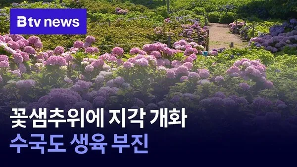 수국 개화시기 지금 가면 좋은 곳과 피는 순서 1