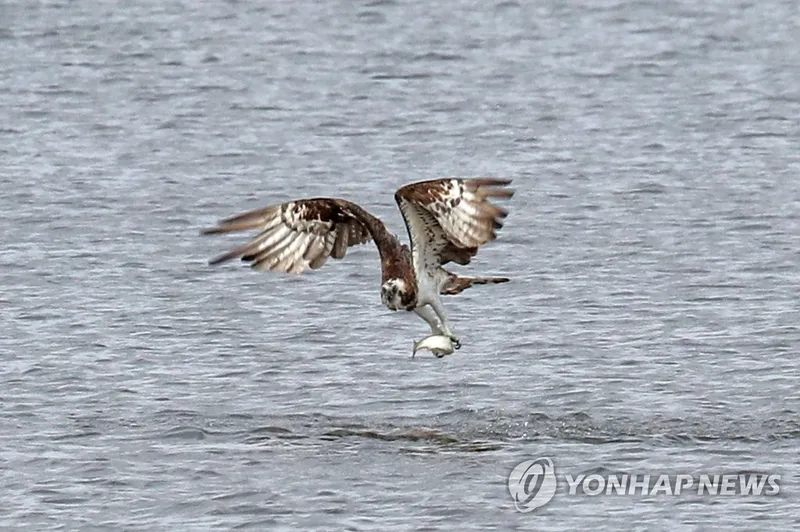 포식자와 먹이의 균형을 상징하는 자연 장면