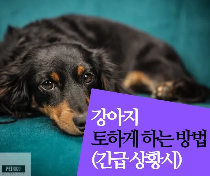 병원 진료를 받는 강아지