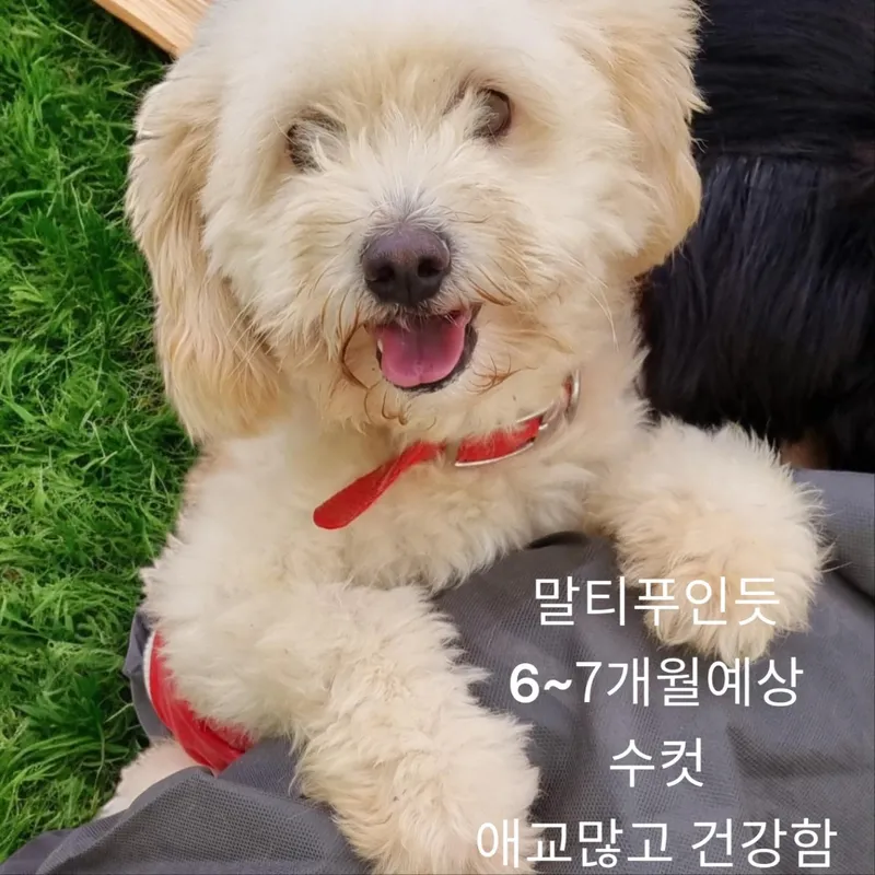 소형견 밥그릇과 간식의 균형