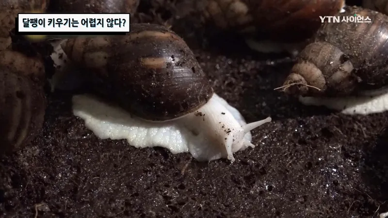 달팽이 키우기 전 꼭 알아둘 준비물과 관리법 3