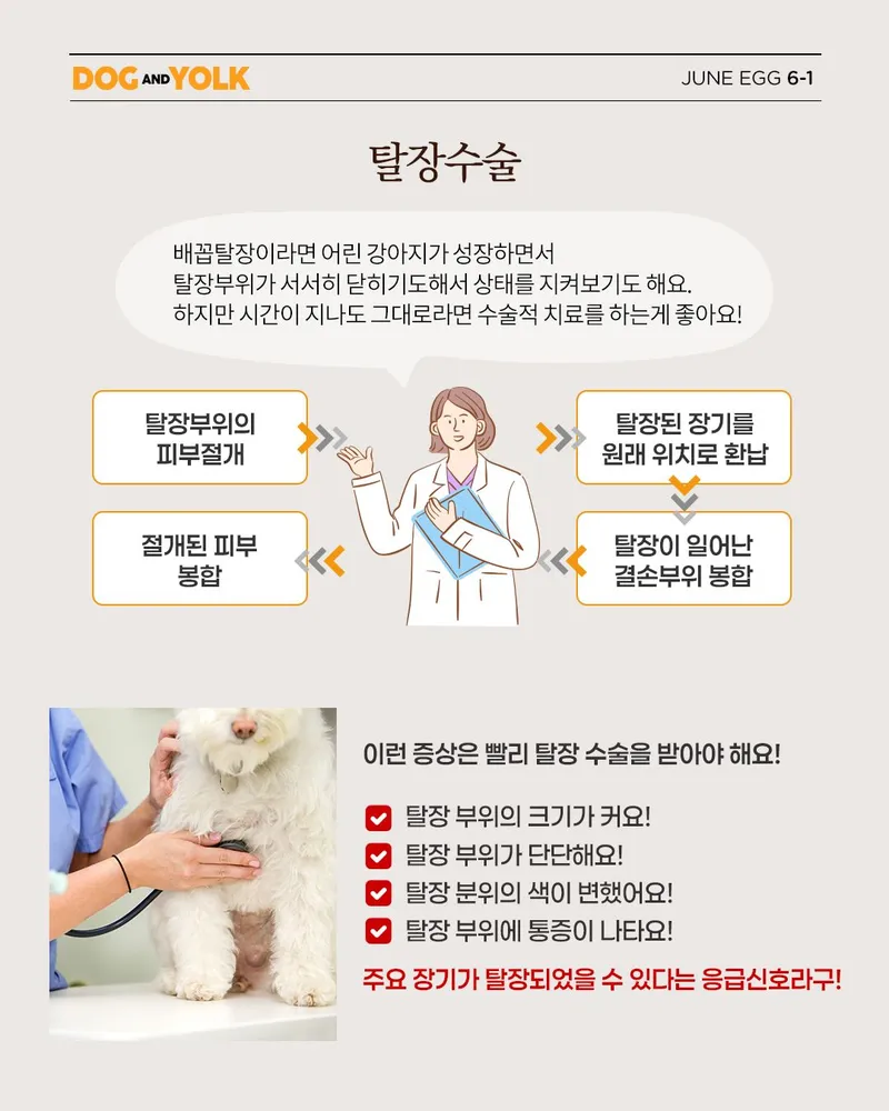 강아지 스케일링 비용 병원별 차이와 체크포인트 3 동물병원에서 구강 상태를 확인하는 장면
