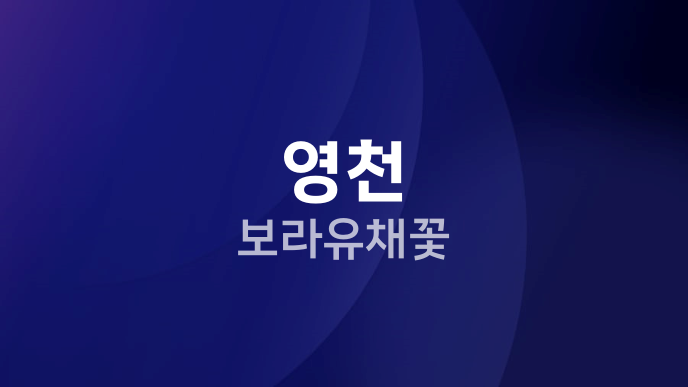 영천 보라유채꽃