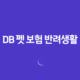 2025년 DB 펫 보험 반려생활 - DB 펫 보험의 모든 것 파헤치기 13