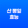 산 뽕잎의 놀라운 효능 11가지 이유 15