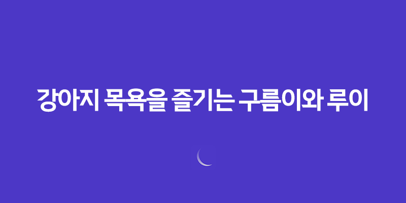 강아지 목욕을 즐기는 구름이와 루이 8 강아지 목욕을 즐기는 구름이와 루이 7