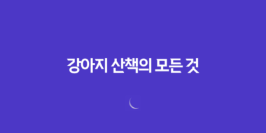 강아지 산책의 모든 것, 비 오는 날과 태풍 이후 69