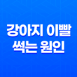 강아지 이빨 썩는 원인 및 예방법 19