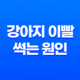 강아지 이빨 썩는 원인 및 예방법 29