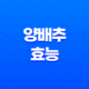 양배추 효능 6가지와 부작용(+ 건강에 도움되는 비밀!) 15